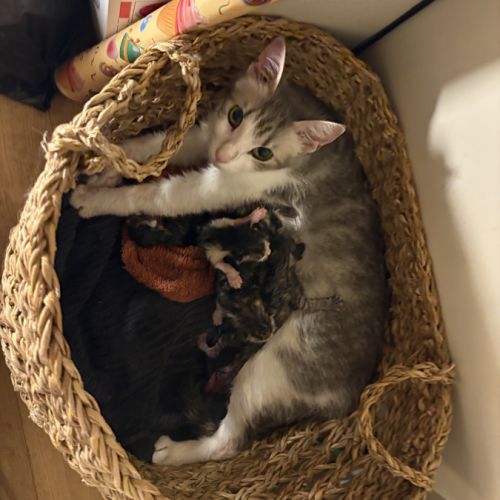 À réserver - adorables chatons croisés angora turc #3