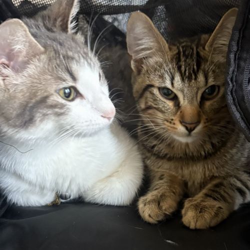 À réserver - adorables chatons croisés angora turc #4