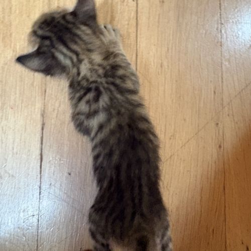 À réserver - adorables chatons croisés angora turc #5