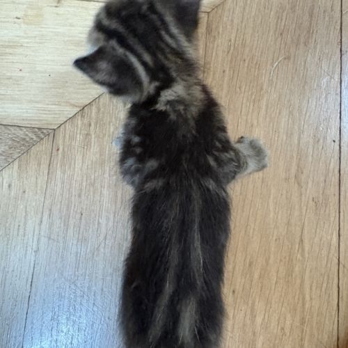 À réserver - adorables chatons croisés angora turc #6