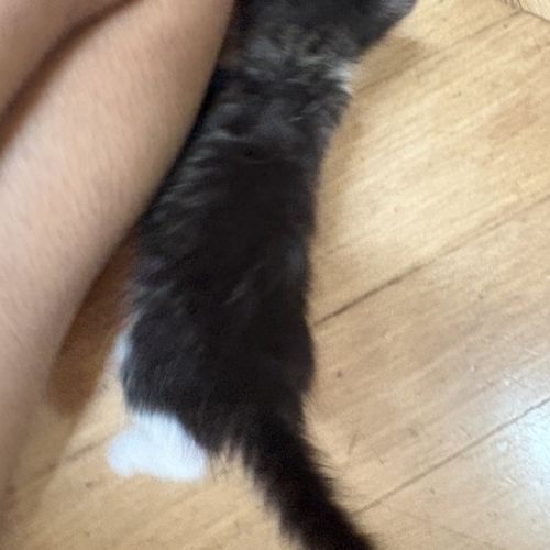 À réserver - adorables chatons croisés angora turc #7