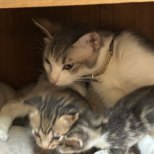 À réserver - adorables chatons croisés angora turc #9