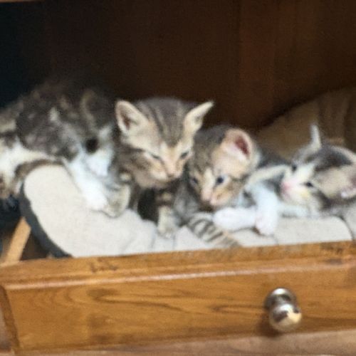 À réserver - adorables chatons croisés angora turc #10