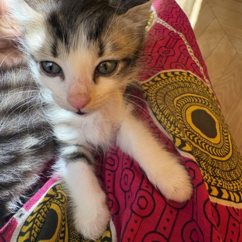 À réserver - adorables chatons croisés angora turc