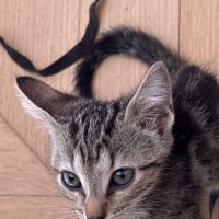 À réserver - adorables chatons croisés angora turc