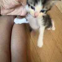À réserver - adorables chatons croisés angora turc #0