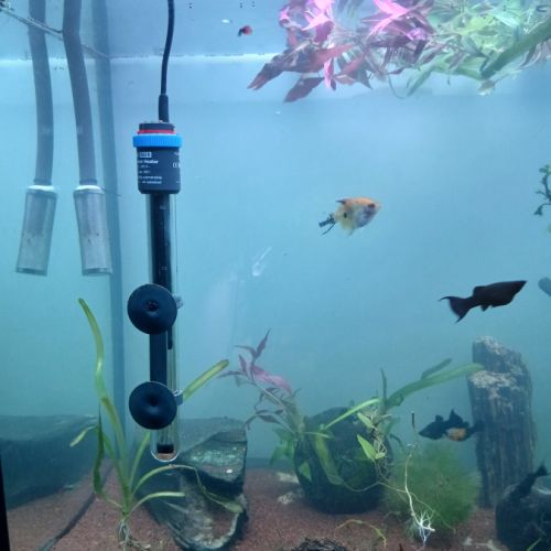 Vends 7 mollys noirs, 6 femelles + bébés #1