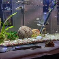 Vends 7 mollys noirs, 6 femelles + bébés #2