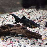 Vends 7 mollys noirs, 6 femelles + bébés #3