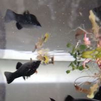 Vends 7 mollys noirs, 6 femelles + bébés #0