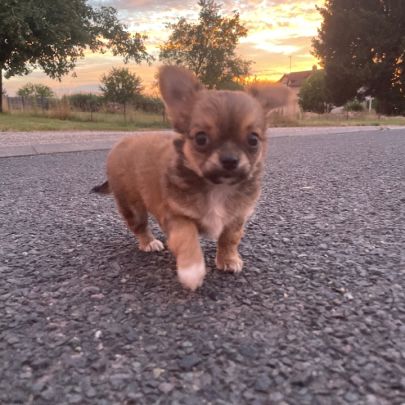 Mâle chihuahua poil long #0