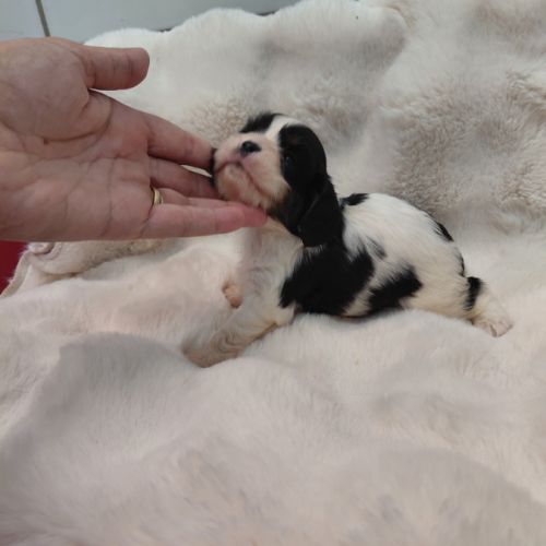 Chiots cavalier king charles #1