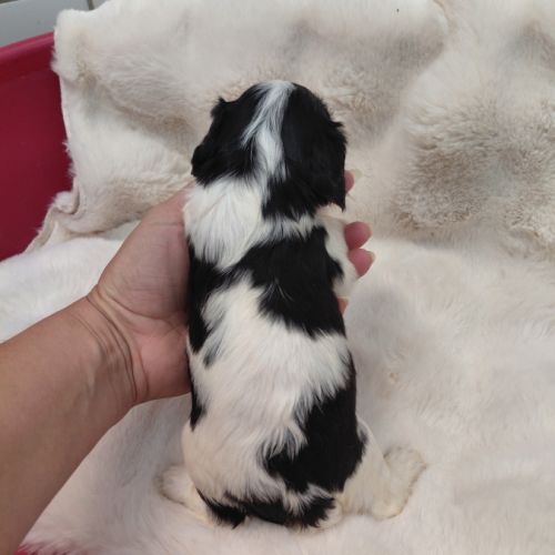 Chiots cavalier king charles #0