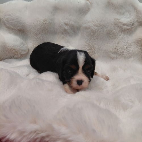 Chiots cavalier king charles #3