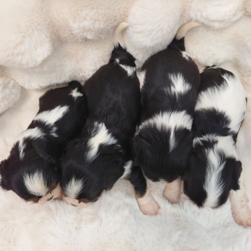 Chiots cavalier king charles #6