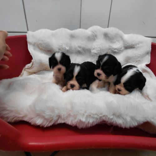 Chiots cavalier king charles #7