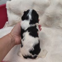 Chiots cavalier king charles