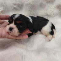 Chiots cavalier king charles #4