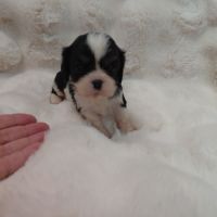 Chiots cavalier king charles #5