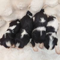 Chiots cavalier king charles #6