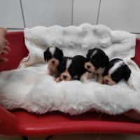 Chiots cavalier king charles #7
