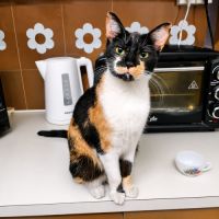 Chatte lucie