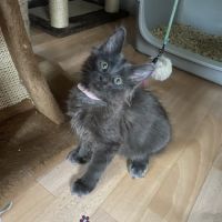 Chaton maine coon lignée russe