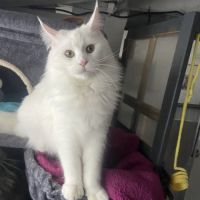 Chaton maine coon lignée russe
