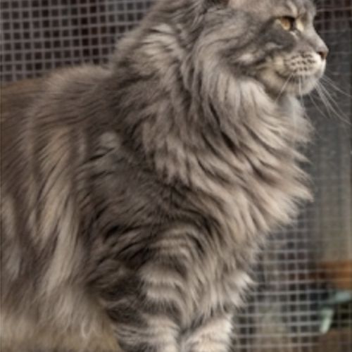 Magnifique maine coon lignée russe #0