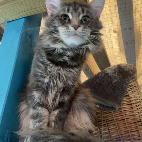 Magnifique maine coon lignée russe #5