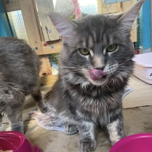 Magnifique maine coon lignée russe
