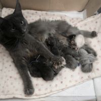 Magnifique maine coon lignée russe #1