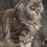 Magnifique maine coon lignée russe