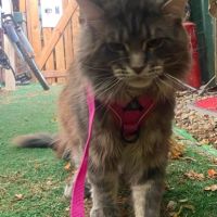 Magnifique maine coon lignée russe #2
