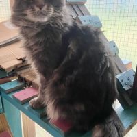 Magnifique maine coon lignée russe