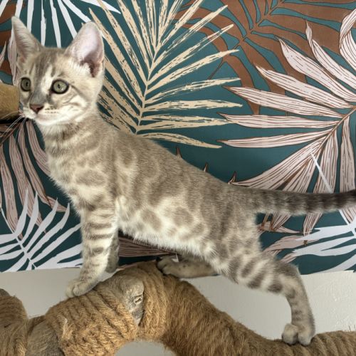 Chaton bengal loof #1