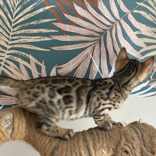 Chaton bengal loof #3