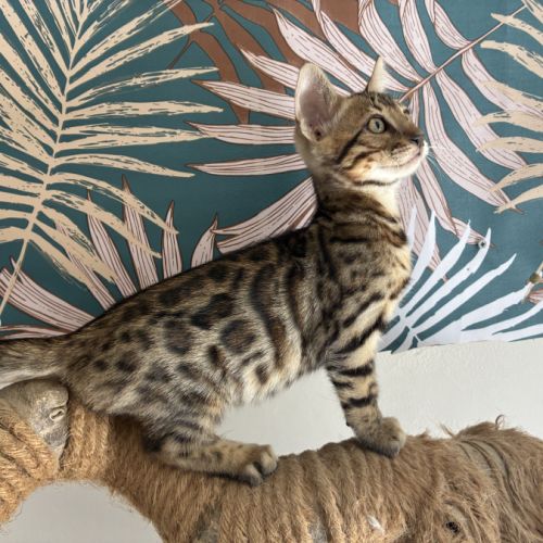 Chaton bengal loof #0
