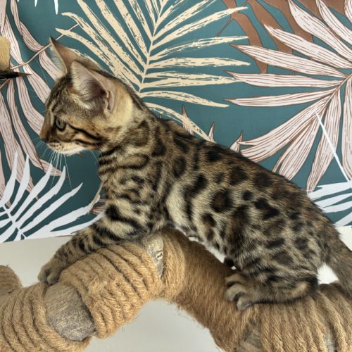 Chaton bengal loof #5