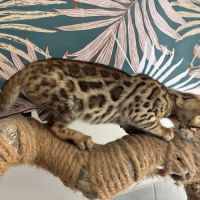 Chaton bengal loof #6