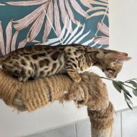 Chaton bengal loof #7