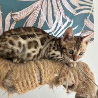 Chaton bengal loof #8