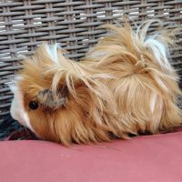 Piou - cochon d'inde à poil long #1