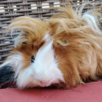 Piou - cochon d'inde à poil long #2