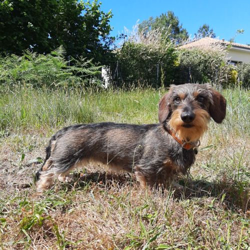 Chiots teckels à poil dur nain #2