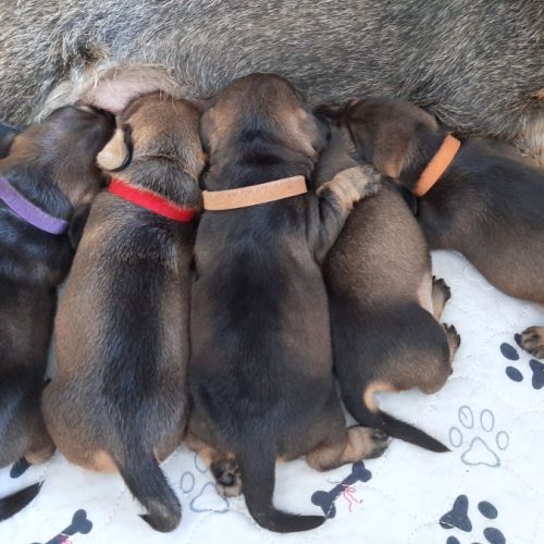 Chiots teckels à poil dur nain #3