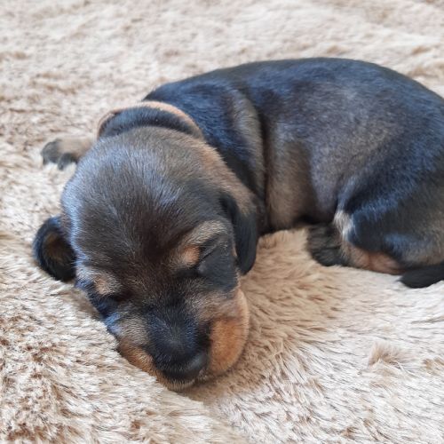 Chiots teckels à poil dur nain #5
