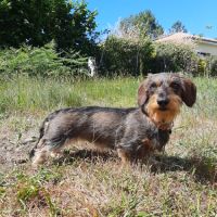 Chiots teckels à poil dur nain #2