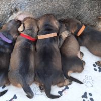 Chiots teckels à poil dur nain #3