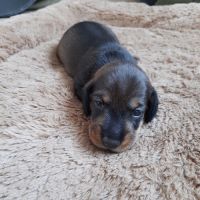 Chiots teckels à poil dur nain #4